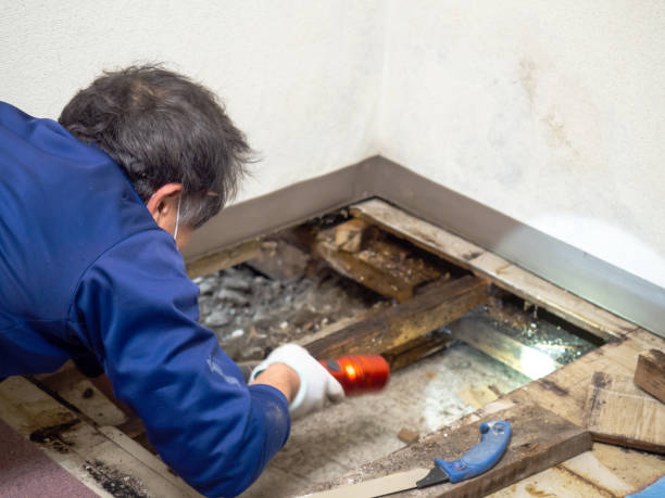 Best Office Mold Removal Services  in Rocky Mount, VA