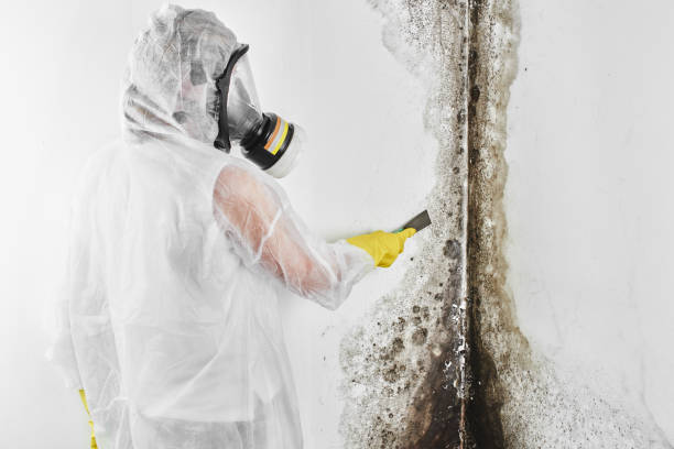 Best Mold Testing  in Rocky Mount, VA