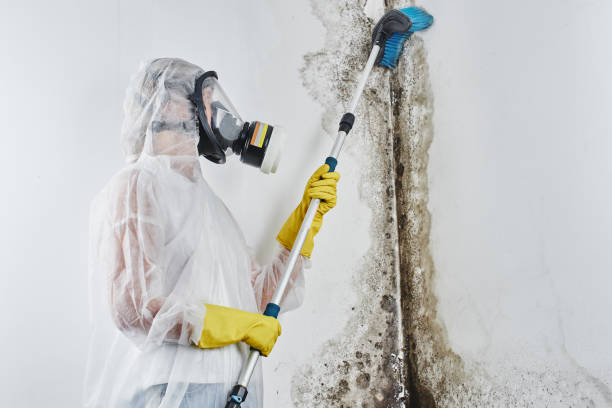 Best Mold Remediation  in Rocky Mount, VA