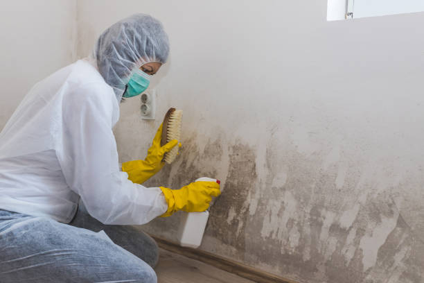 Best Fast Mold Removal  in Rocky Mount, VA