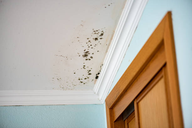 Best Residential Mold Removal  in Rocky Mount, VA