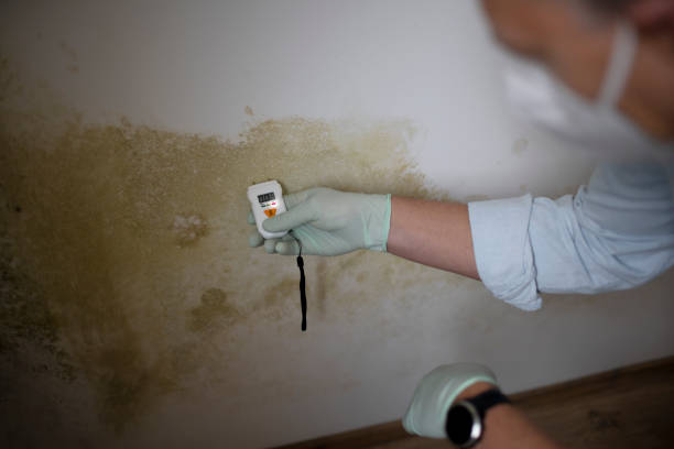 Best Mold Damage Repair  in Rocky Mount, VA