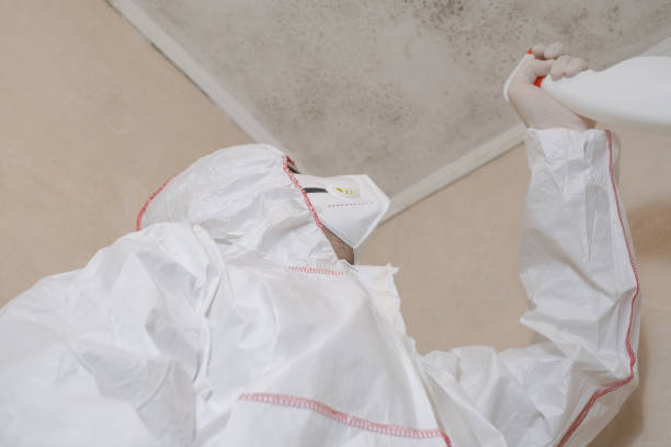 Best Commercial Mold Removal  in Rocky Mount, VA