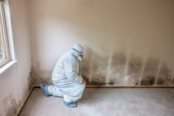 Best Same-Day Mold Removal  in Rocky Mount, VA