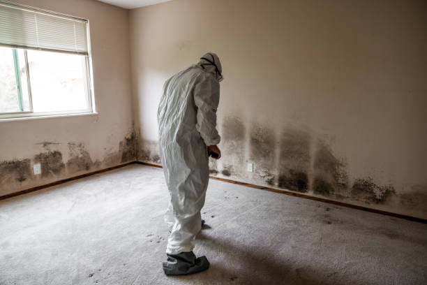 Mold Removal and Inspection in Rocky Mount, VA