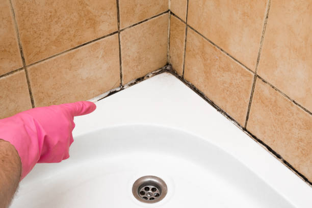 Rocky Mount, VA Mold Removal Company
